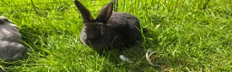 Rex rabbits for sale: Various mini rexes for sale - Advert 7
