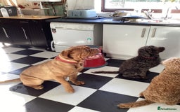 Dogue De Bordeaux dogs for sale: Beautiful female dog de bordeux for sale - Image 2
