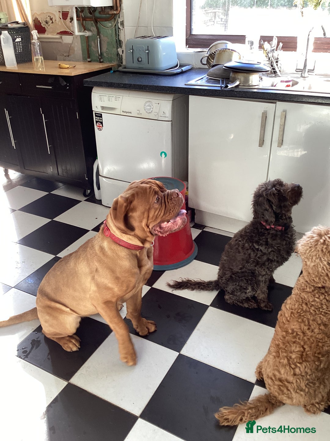 Dogue De Bordeaux dogs for sale: Beautiful female dog de bordeux for sale - Image 2