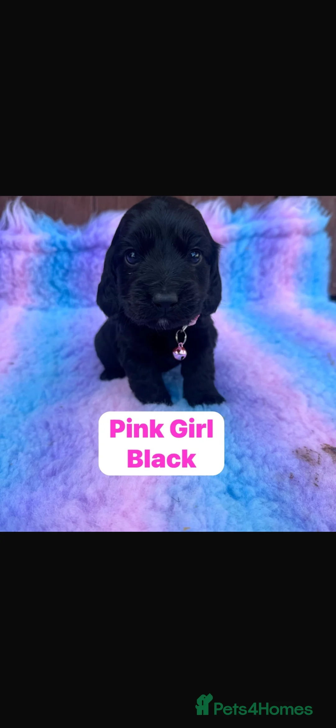 Cocker Spaniel dogs for sale: Show type Cocker spaniel puppies  in Sheerness - Advert 12