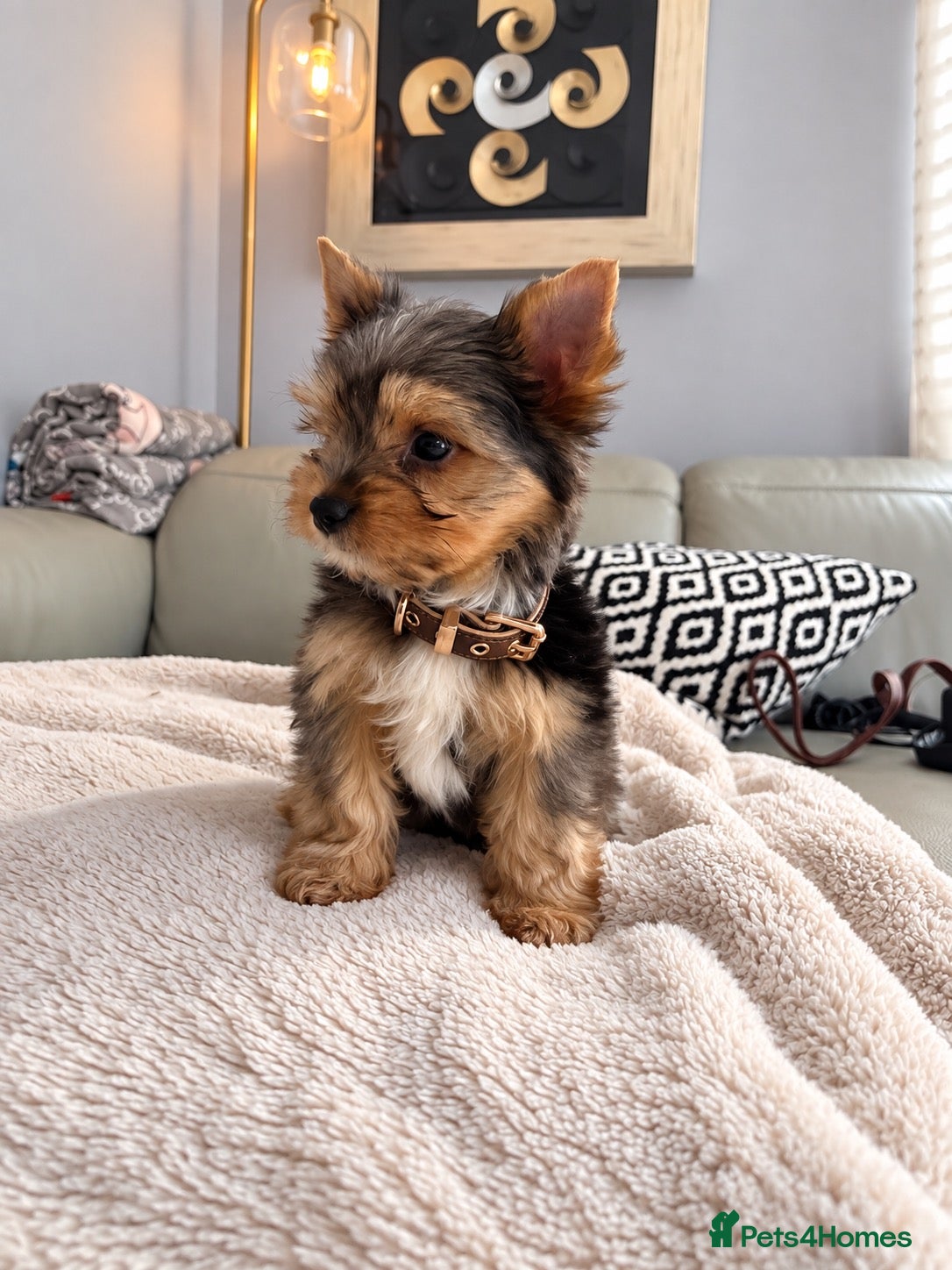 Yorkshire Terrier dogs Yorkshire terrier Merle last two available  - Advert 10