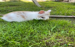 Lionhead rabbits for sale: Lion head  - Image 22