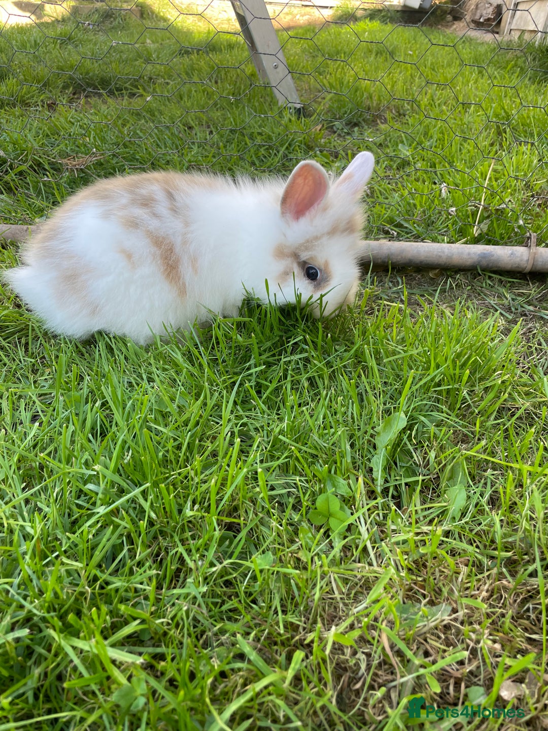 Lionhead rabbits for sale: Lion head  - Image 22