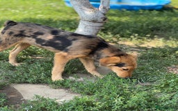 Mixed Breed dogs for adoption: JASPER - a Superb Puppy Boy, for a Loving Home - Image 11