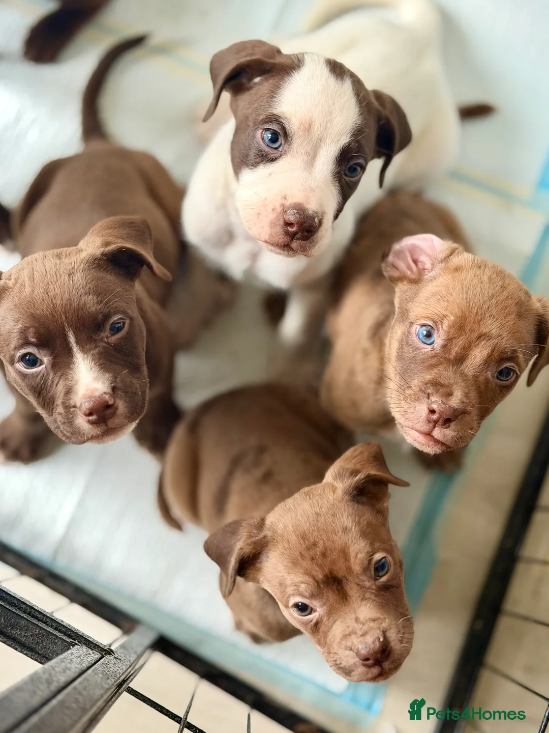 Mixed Breed dogs for sale: ‼️American bully x springer spaniel puppies ‼️  - Advert 2