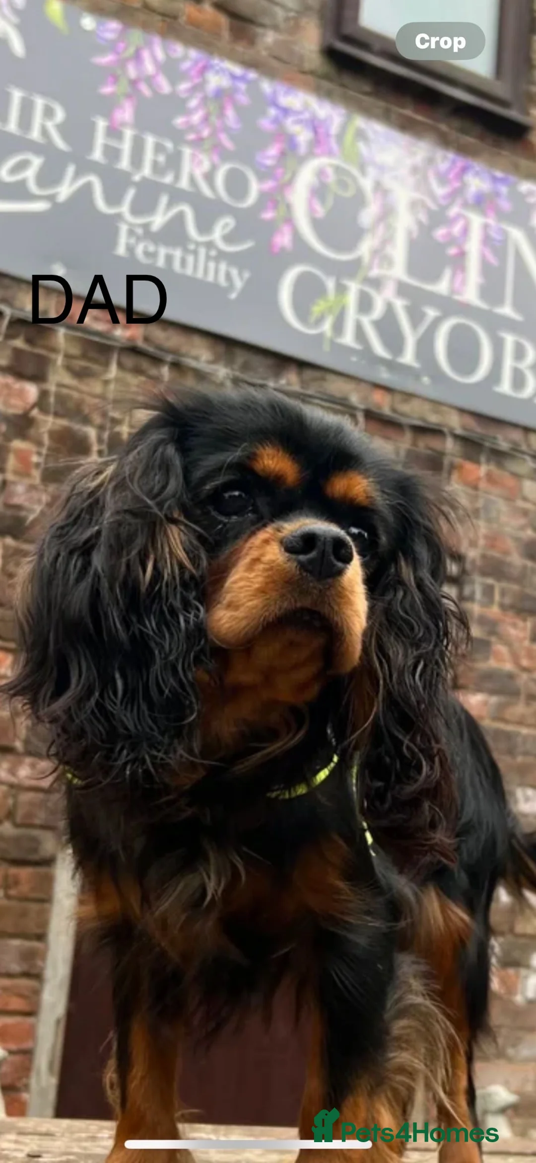 Cavalier King Charles Spaniel dogs for sale: KC registered cavalier King Charles  - Advert 2