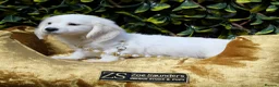 Miniature Dachshund dogs for stud: Award winning breeder-KC extraordinary CreamDapple - Advert 7