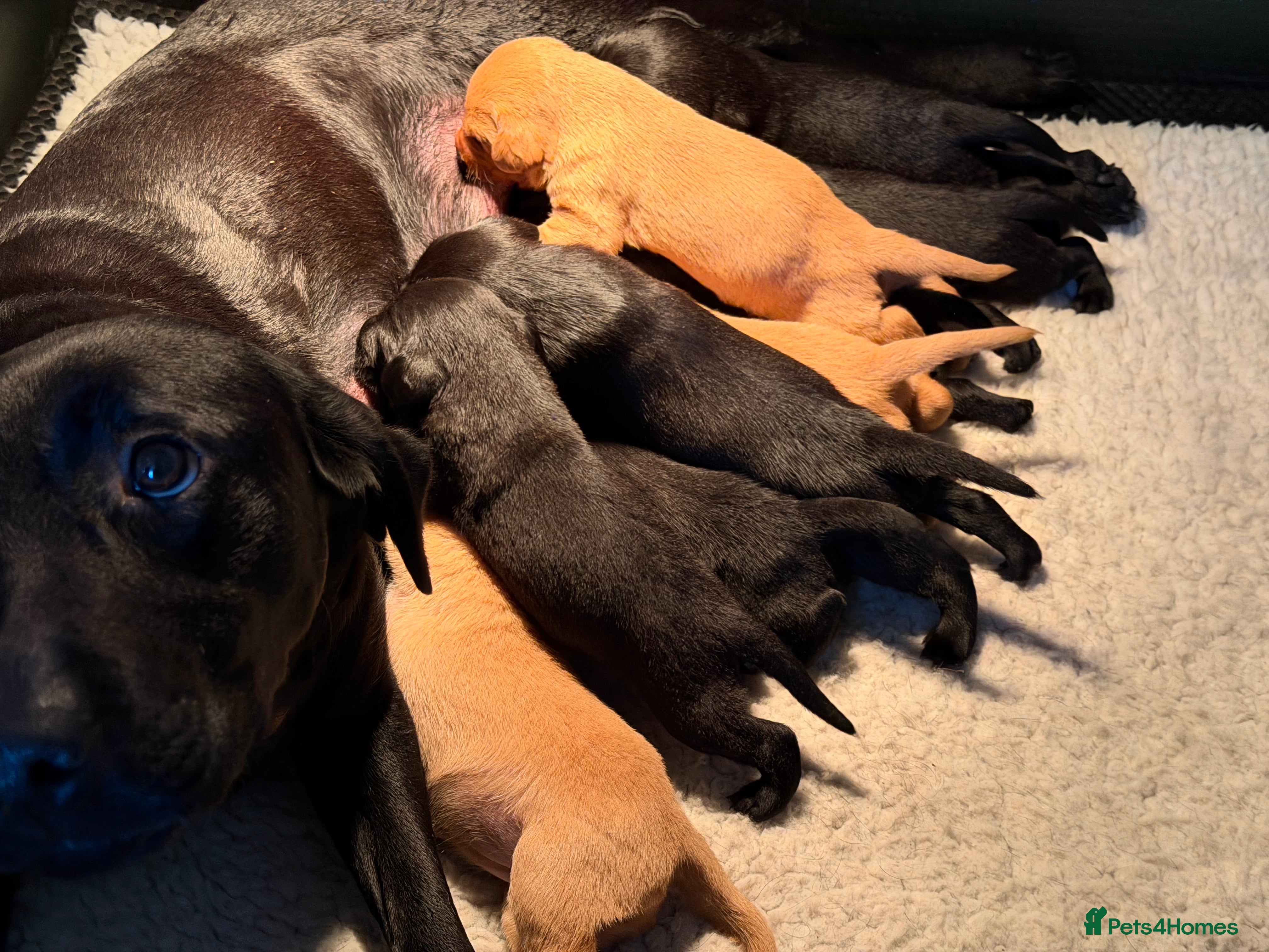 Labrador Retriever dogs Beautiful Litter of  Labrador puppies for sale - Advert 2