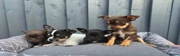 Chihuahua dogs for sale: Chihuahua  in West Molesey - Advert 5