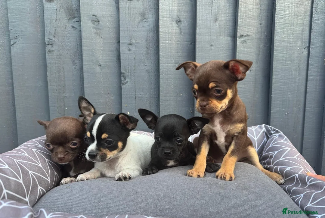 Chihuahua dogs for sale: Chihuahua  in West Molesey - Advert 5