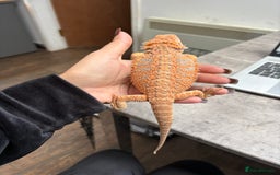 Bearded Dragon reptiles for sale: Young Bearded Dragon with Full Set Up New - Image 4
