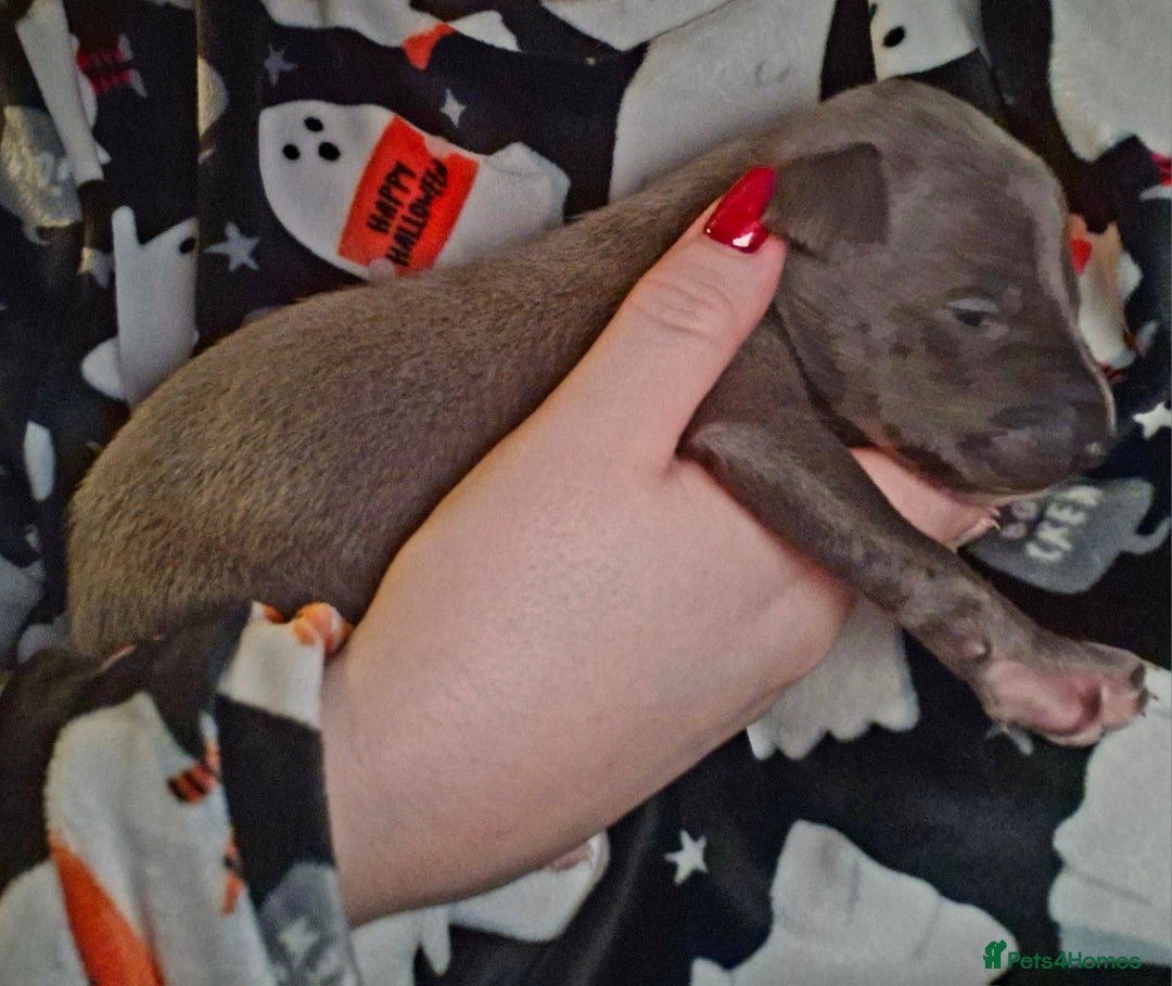 Mixed Breed dogs for sale: Whippet x Italian greyhounds for sale  - Image 12