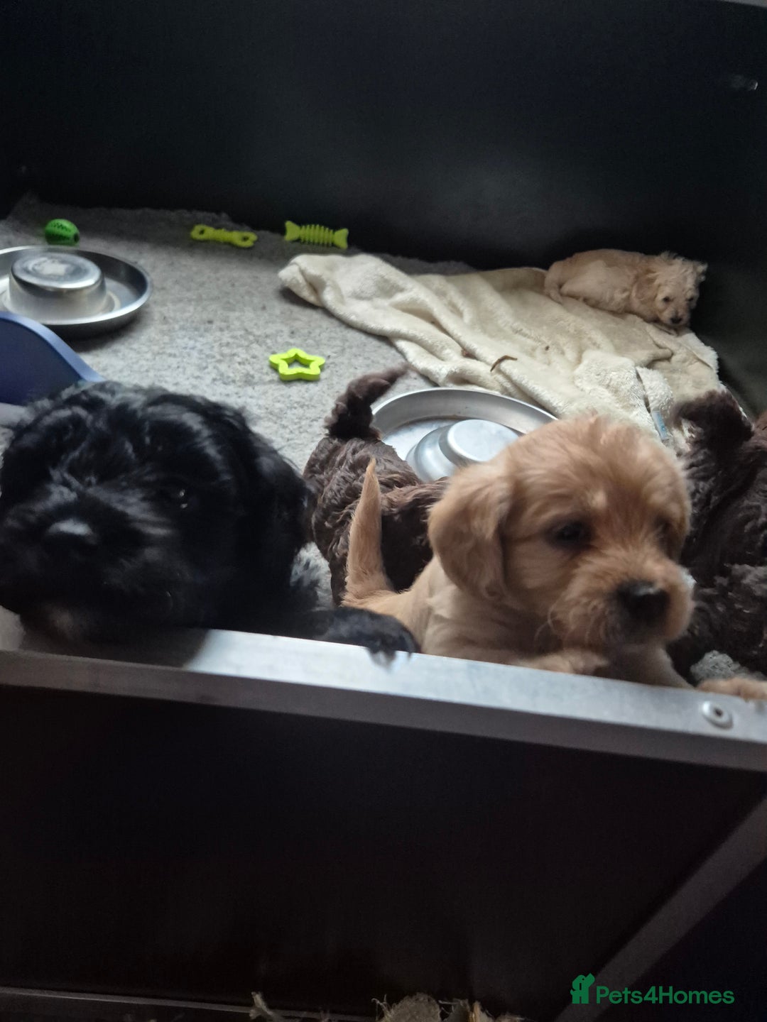 Labradoodle dogs for sale: Stunningly adorable f2b labradoodles! - Advert 18