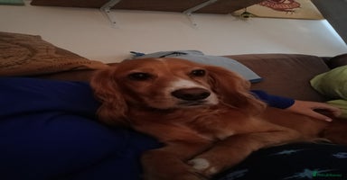 Cocker Spaniel dogs - Advert 9