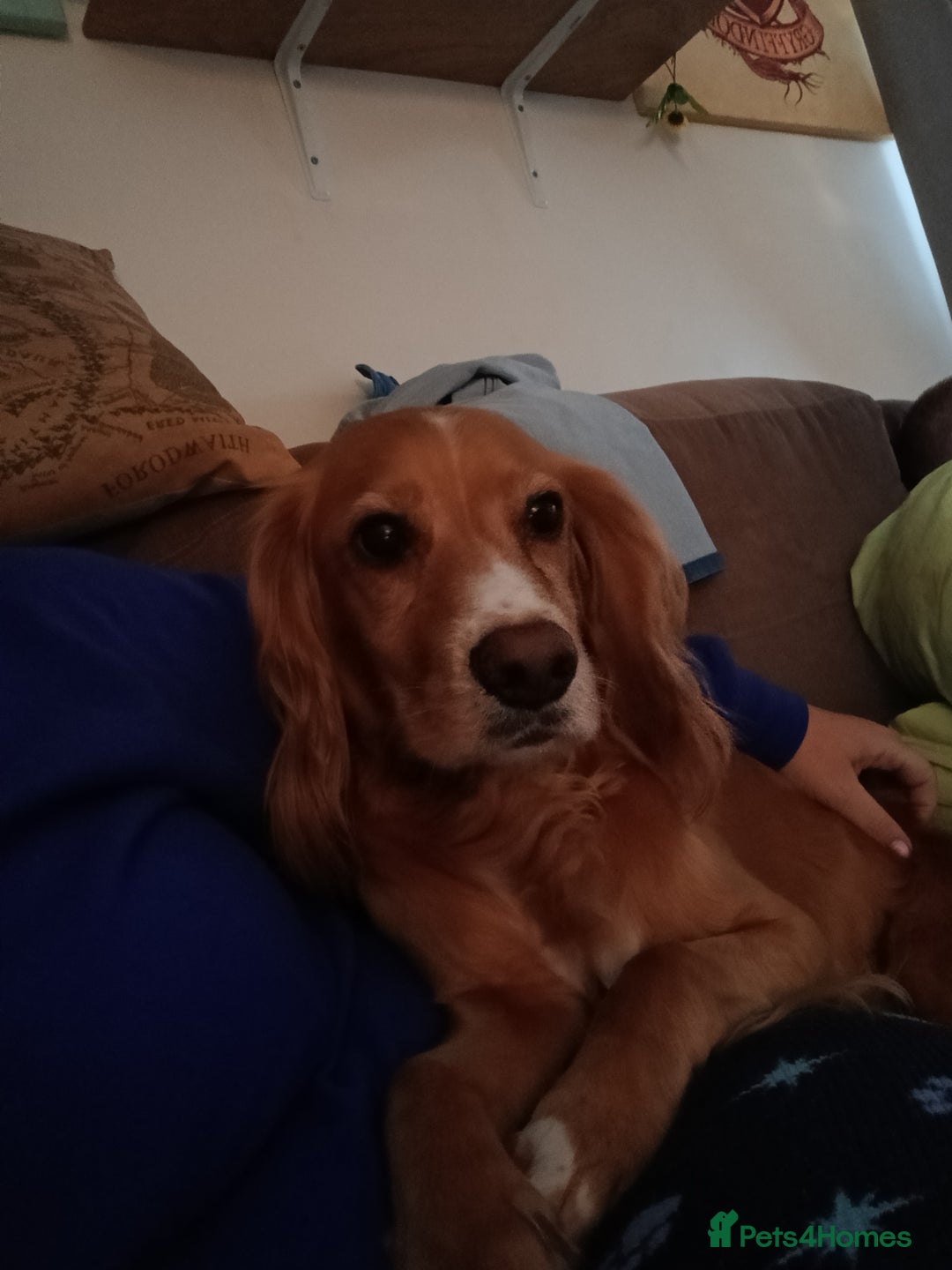 Cocker Spaniel dogs for sale: Cocker spaniels  - Image 3