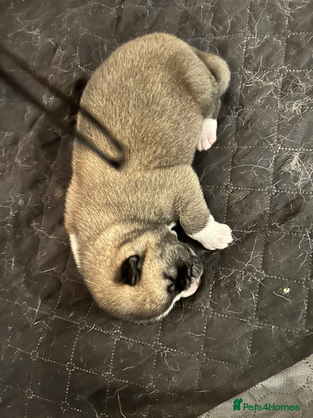 Akita dogs for sale: Akita Puppies for Sale - Advert 24