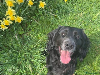 Cocker Spaniel dogs Working Cocker Spaniel Heath Tested for Stud - Advert 5