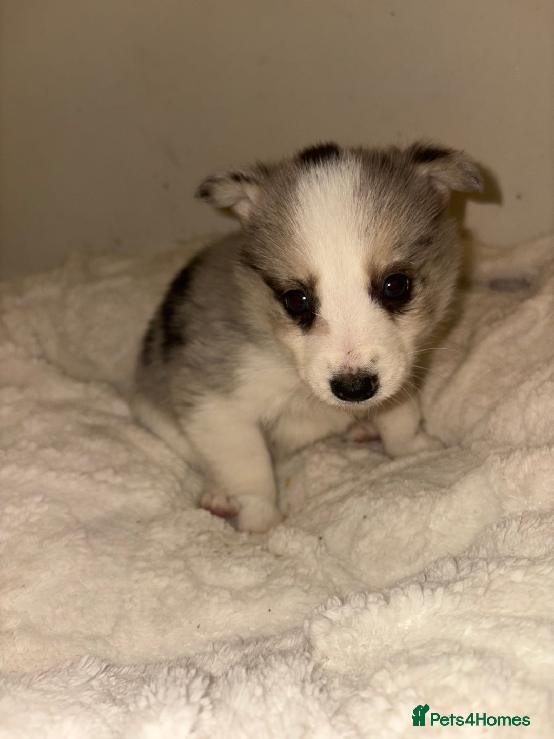 Mixed Breed dogs for sale: Beautiful Husky x Australian Shepherd Puppies - Advert 7
