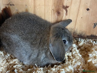 Mini Lop rabbits - Advert 33