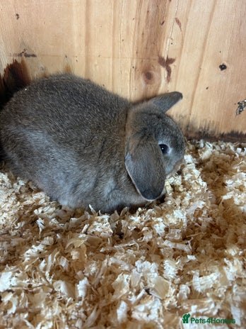 Mini Lop rabbits - Advert 14