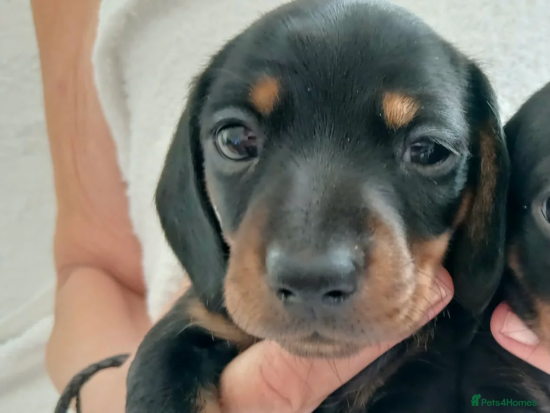 Miniature Dachshund dogs for sale: Mini smooth dachshunds - Advert 2