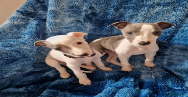 Whippet dogs - Advert 14