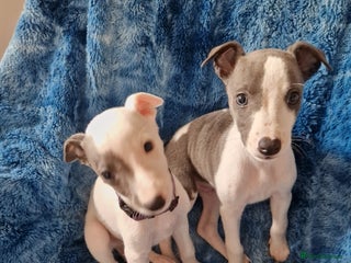 Whippet dogs - Advert 1