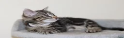 Mixed Breed cats for sale: Adorable Kittens Ready Soon - Advert 10