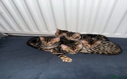 Bengal cats for sale: 6 Stunning Bengal kittens - Image 3