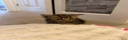 British Shorthair cats for sale: British short hair kittens - Advert 3