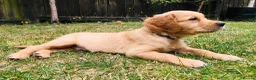 Golden Retriever dogs for sale: KC Reg Dark Red Golden Retriever-100% DNA Tested - Advert 8
