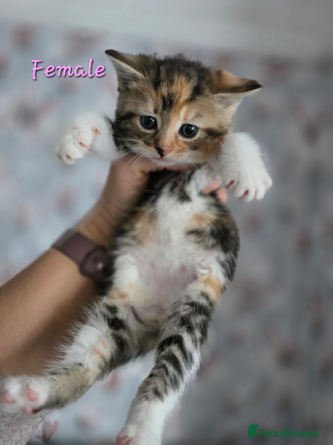 Mixed Breed cats for sale: Lovely kittens - Advert 8