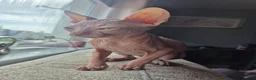 Sphynx cats for sale: Gorgeous pink sphinx  in Kilmarnock - Advert 3