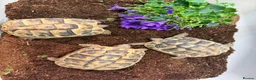 Hermann Tortoise reptiles for sale: Hermanns tortoise  - Advert 3