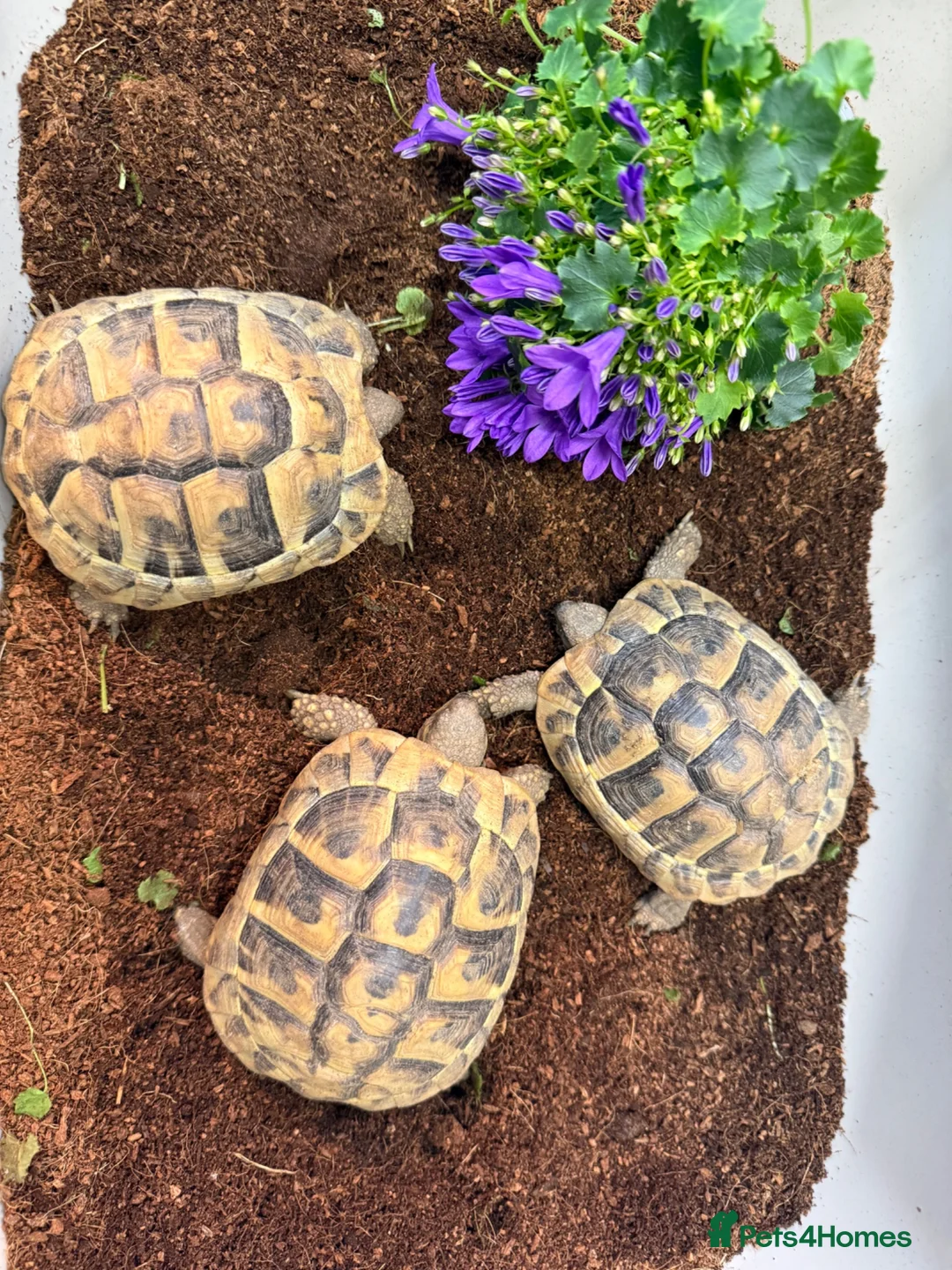 Hermann Tortoise reptiles for sale: Hermanns tortoise  - Advert 3