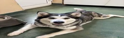 Alaskan Malamute dogs for adoption: Nymeria - Advert 3