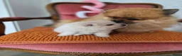Pomeranian dogs for sale: Pomeranian Puppies - Advert 10