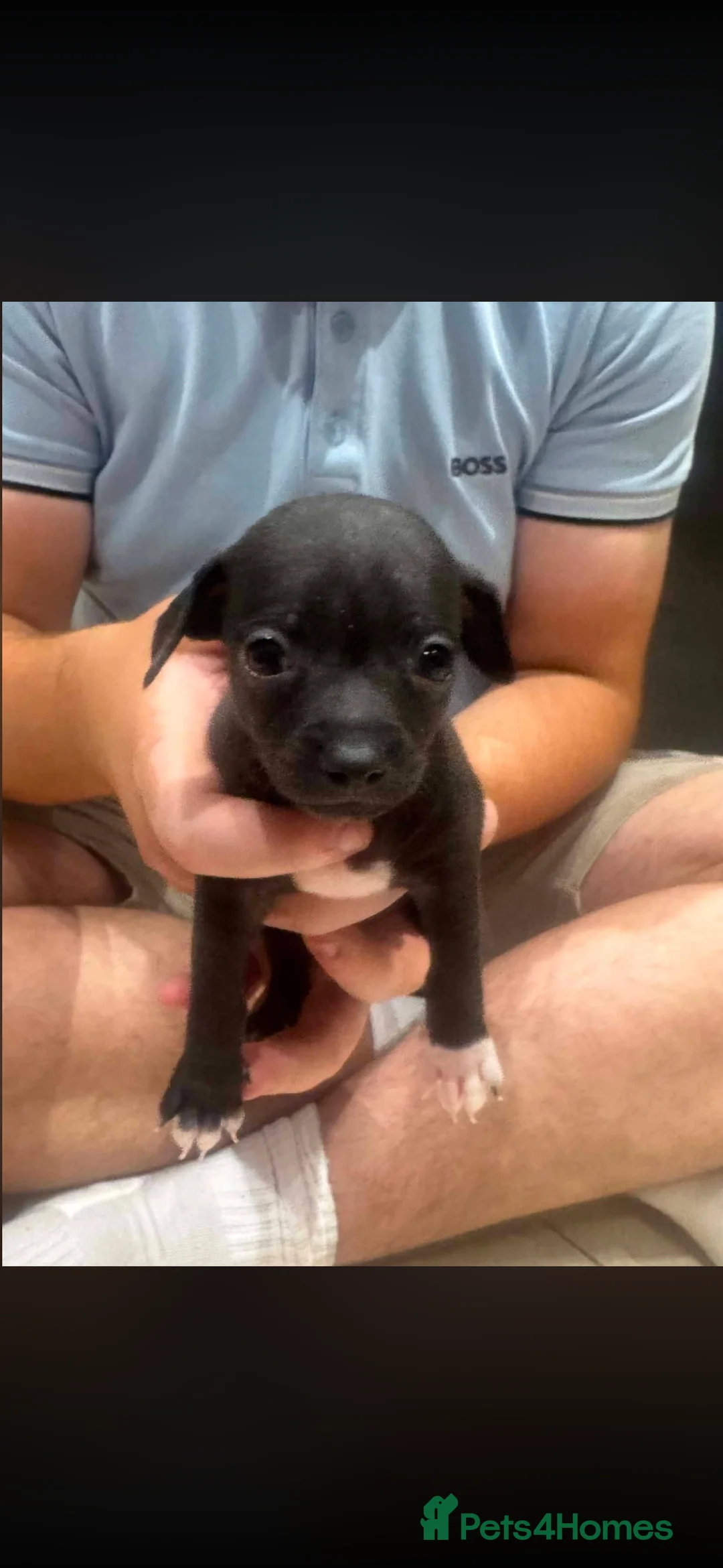 Mixed Breed dogs for sale: Beautiful puppies in Sheerness - Advert 6