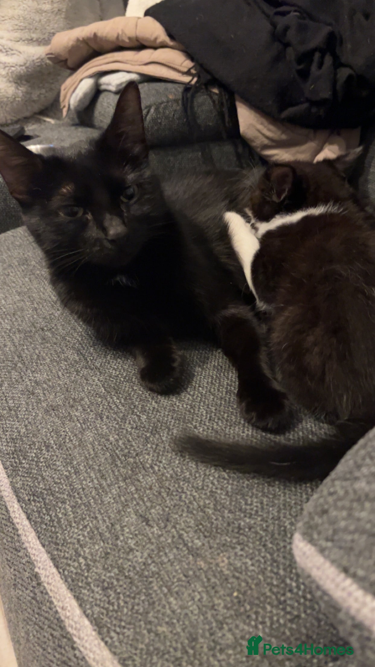 Domestic Shorthair cats 2 domestic shorthair kittens for sale (BOTH SOLD) - Advert 15