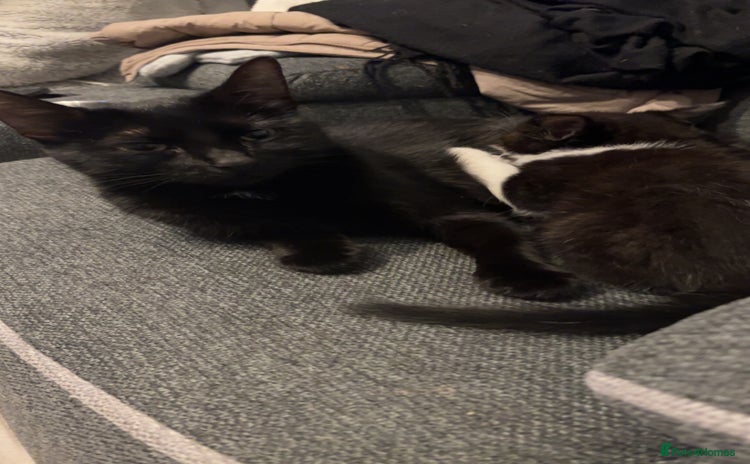 Domestic Shorthair cats 2 domestic shorthair kittens for sale! - Advert 1