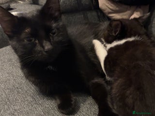 Domestic Shorthair cats 2 domestic shorthair kittens for sale! - Advert 4