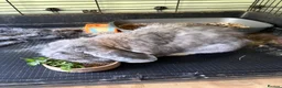 French Lop rabbits for sale: Gorgeous French lop rabbits - Advert 5