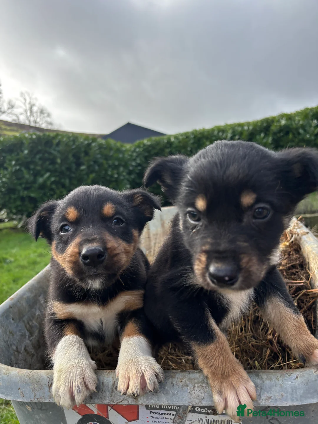 Mixed Breed dogs for sale: Puppies, Australian kelpie cross blue Merle  - Advert 25