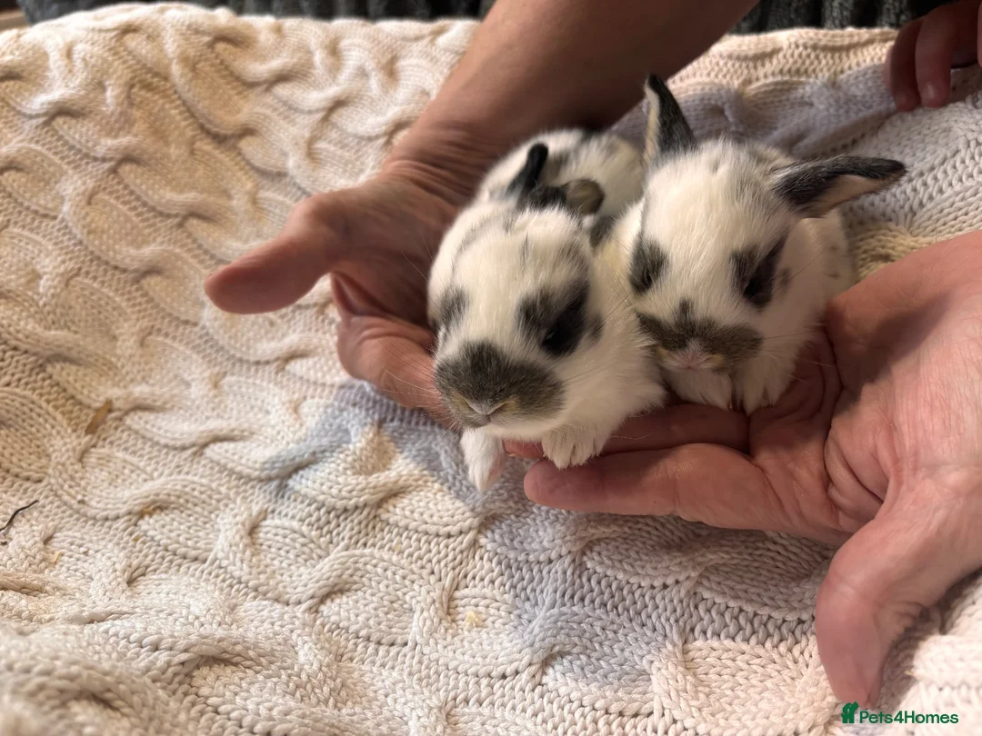 French Lop rabbits for sale: French lop x English spot  - Advert 2