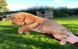 Cocker Spaniel dogs for sale: KC registered cocker spaniel pups for sale  - Image 13