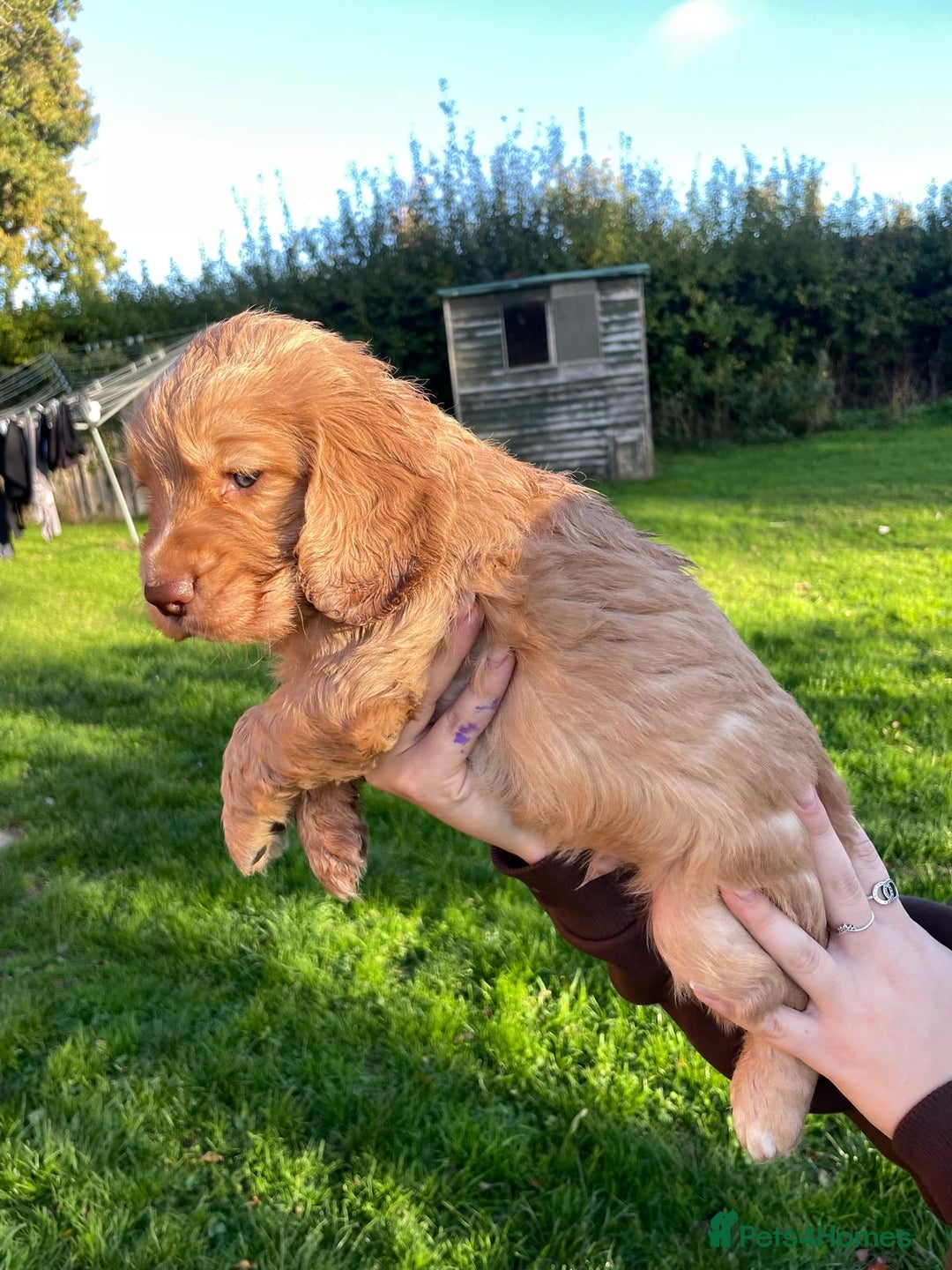 Cocker Spaniel dogs for sale: KC registered cocker spaniel pups for sale  - Image 13