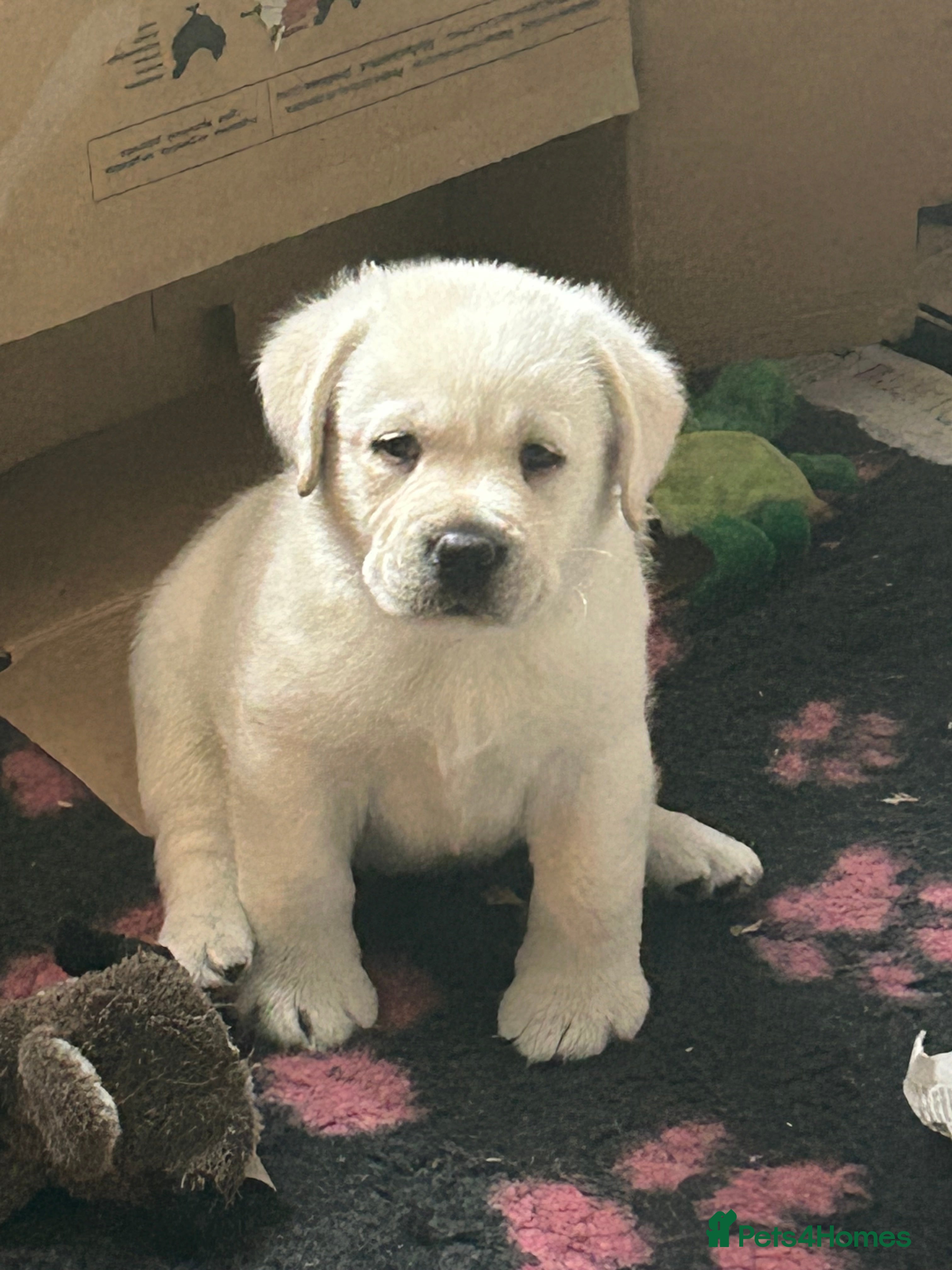 Labrador Retriever dogs Beautiful show labradors for sale  - Advert 2