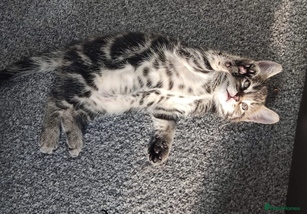 British Shorthair cats for sale: 3 British short hair polydactyl cats. - Image 6