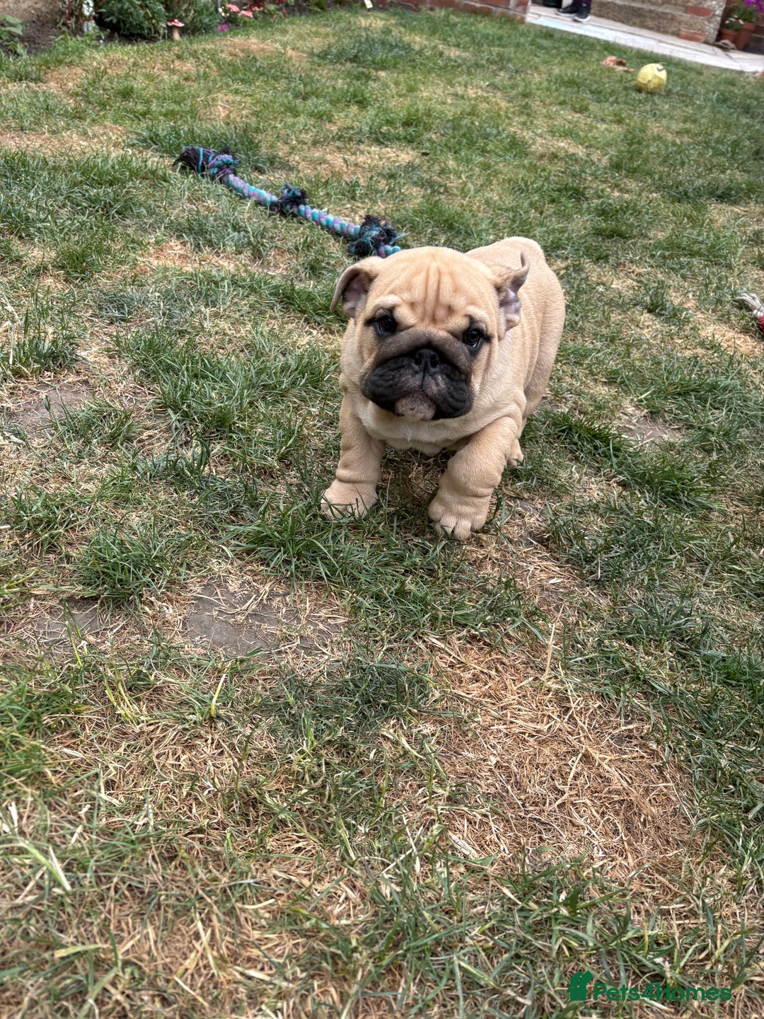 English Bulldog dogs for sale: English bulldog 3 generations kc bloodline  - Image 6