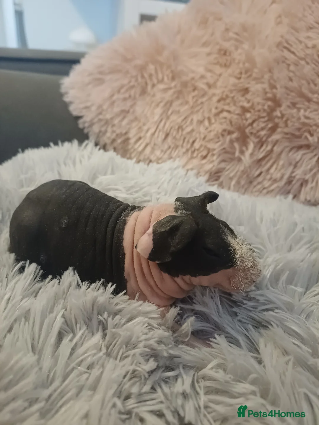 Guinea Pig rodents for sale: Skinny/wolfies? Swiss and teddys - Advert 3